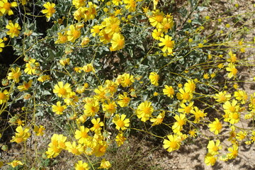 The desert flora of McDowell Mountain Regional Park is replete with spring blossoms.   - 677370534