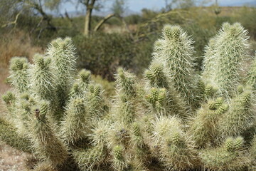 The desert flora of McDowell Mountain Regional Park is replete with spring blossoms.   - 677370553