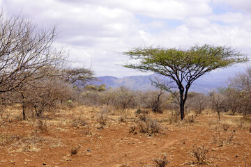 Flat-topped acacia during dry season with mountains in the background