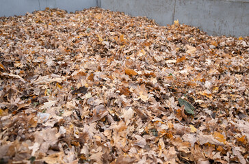 bio Organic waste in a huge container. Heap of Dry Fallen leaves as Compost from garden yard are being cleaned in autumn