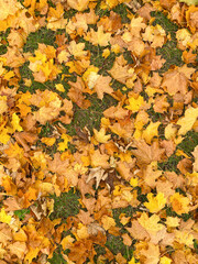 autumn fall scene unfolds as maple leaves blanket the grass, creating a picturesque fall background. The frame is filled with the fallen leaves, essence of the season.