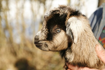 Obraz premium A gentle and caring individual cradles a small baby goat tenderly in the palm of their hand.