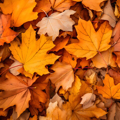 Naklejka na ściany i meble Close up, fall leaves, background with orange colorful leaves.