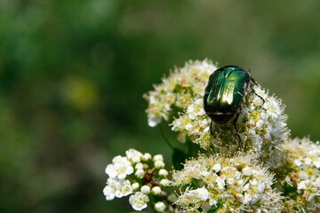 A vibrant green beetle perches elegantly on a pristine white flower