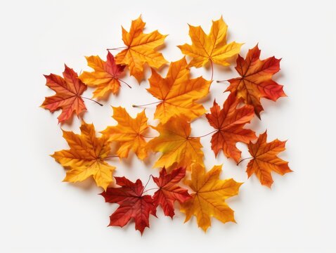 Isolated image of Autumn leaf on a white background. Autumn seasonal concept.