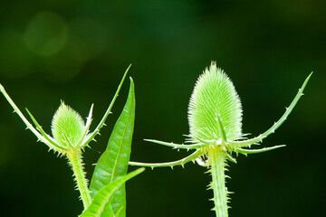 A vibrant green plant fills the frame, its intricate leaves shining