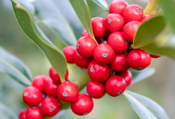 Christmas holly branch with red berries on the blurred background