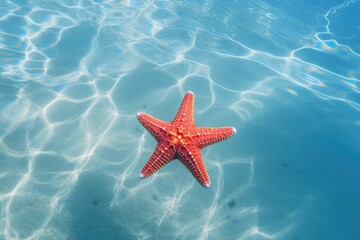 Fototapeta na wymiar A beautiful star fish in sea water in tropical ocean