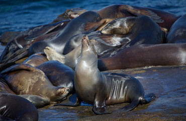sea lions resting on the rocky coast of California 