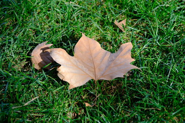 Autumn forest road. Orange color tree, red brown tree leaves in autumn city park.