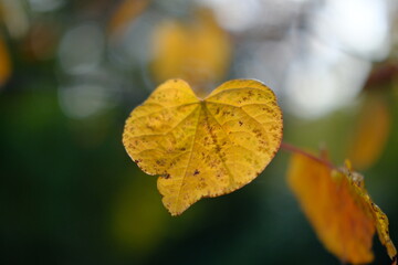 Autumn forest road. Orange color tree, red brown tree leaves in autumn city park.