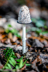 Grzyby mushrooms © Magdalena