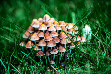 Grzyby mushrooms © Magdalena