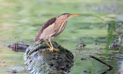 blue heron