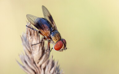 close up of a fly