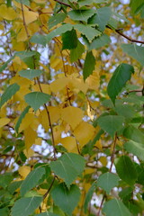 Autumn forest road. Orange color tree, red brown tree leaves in autumn city park.