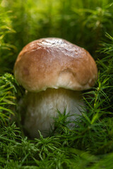 mushroom in the grass