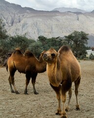 Vertical closeup of Bactrian camels (Camelus bactrianus) in the Nubra valley in Ladakh, India