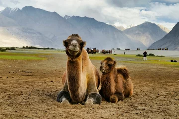 Tuinposter Closeup of Bactrian camels (Camelus bactrianus) sitting in the Nubra valley in Ladakh, India © Wirestock