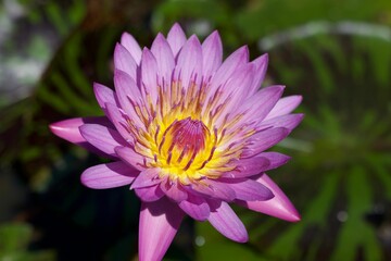 Fototapeta premium Closeup shot of a blooming star lotus