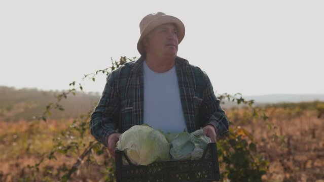 Older Caucasian Farmer on His Farmland, Expertly Managing the Vegetable Harvest, a Real People Image. Scenic Countryside View A Seasoned Farmer at Work in the Agricultural Landscape