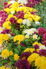 Fresh bright blooming various color chrysanthemums bushes in autumn garden outside in sunny day. Flower background for greeting card, wallpaper, banner, header.