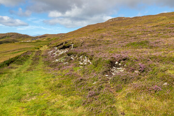 Granuaile Loop Walk Trail cover by flowers and vegetation
