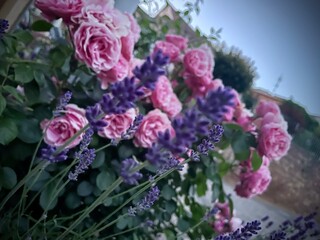 Lavendel küsst Rose