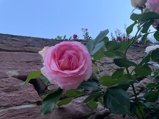 Rose Sandstein