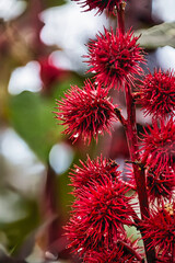 Experience the thrill of discovery in Seattle's post-rain ambiance, where an audacious plant boasts crimson petals like flames, infusing the air with an exhilarating sense of adventure. NatureReveal