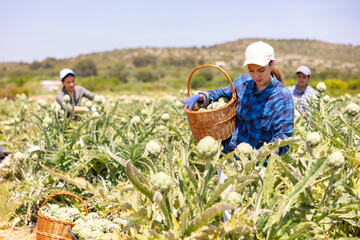 Woman plantation worker holding artichokes in hands. Her co-worker harvetsting artichokes in background. - Powered by Adobe