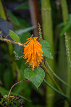In the misty corners of Seattle, an enigmatic floral wonder emerges, its orange petals beckoning the curious souls towards its questionable allure.