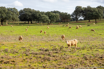 Magical Rural Scene: Portrait of Ovine Serenity with Merino Sheep Enjoying the Post-Rain Freshness in the Picturesque Extremaduran Pasture during Autumn.