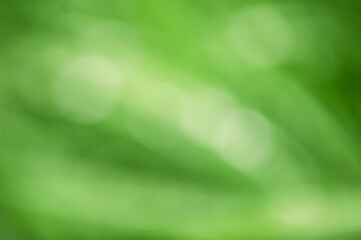 Defocus light blurred green lawn with raindrops as natural abstract background.
