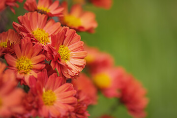 Orange chrysanthemum flowers with yellow on a green blurred background on a sunny day.