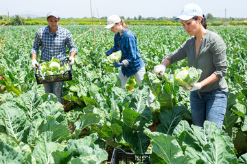 Asian woman harvesting cauliflower with team of farmers on sunny day in the field