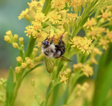 A Common Eastern Bumblebee On Goldenrod Blossoms.