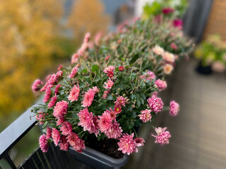 Beautiful blooming vibrant pink Chrysanthemums autumn balcony flowers in decorative flower pot hanging on balcony terrace fence in autumn winter time