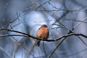 A Eurasian Chaffinch (Fringilla Coelebs)