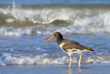 American oystercatcher (Haematopus palliatus) walking on the beach along the ocean surf, Galveston, texas, USA.