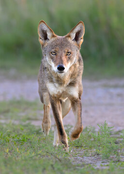 Urban coyote (Canis latrans) running along a park trail, Galveston, Texas, USA.