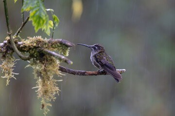 Hummingbird from Sumaco, Ecuador.