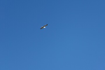 Fototapeta na wymiar Beautiful shot of a single bird flying in a clear blue sky