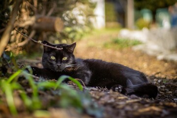 Close-up shot of a black cat laying on the ground outdoors