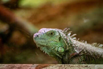 Obraz premium Closeup of an Iguana with beautiful eyes and green skin