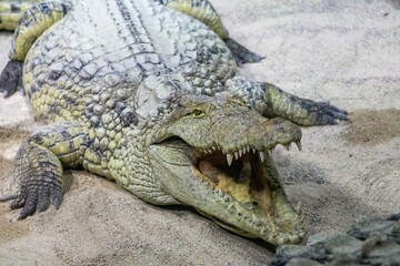Closeup of a massive crocodile with an open mouth lying in the sand at a zoo