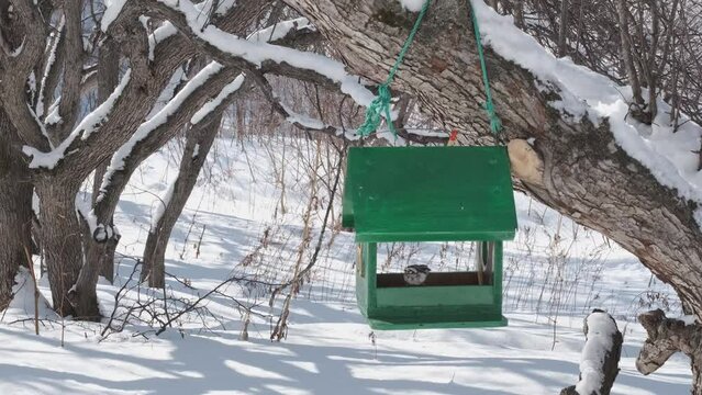 The nuthatch flew into the bird feeder on a sunny winter day.