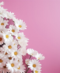 Whimsical Blooms: White Daisy Flowers on Sea Pink Background with Creative Copy Space - Valentine's Day. Love Card 