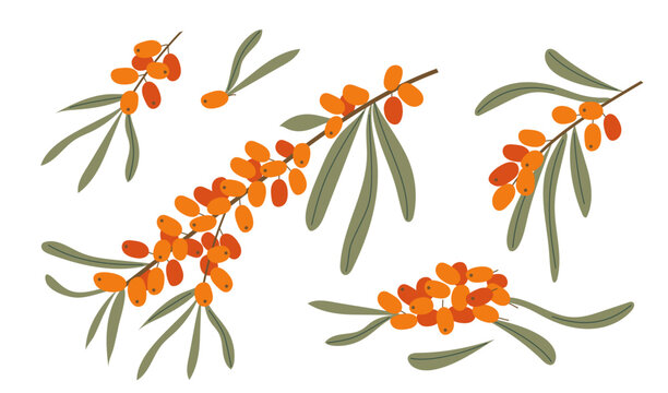 Set of sea buckthorn branches with orange berries and green leaves isolated on transparent background. Healing medical plant vector illustration