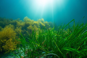 Fototapeta na wymiar Seagrass and seaweed with sunlight underwater in the Atlantic ocean, natural scene, Eelgrass Zostera marina and Cystoseira baccata algae, Spain, Galicia, Rias Baixas